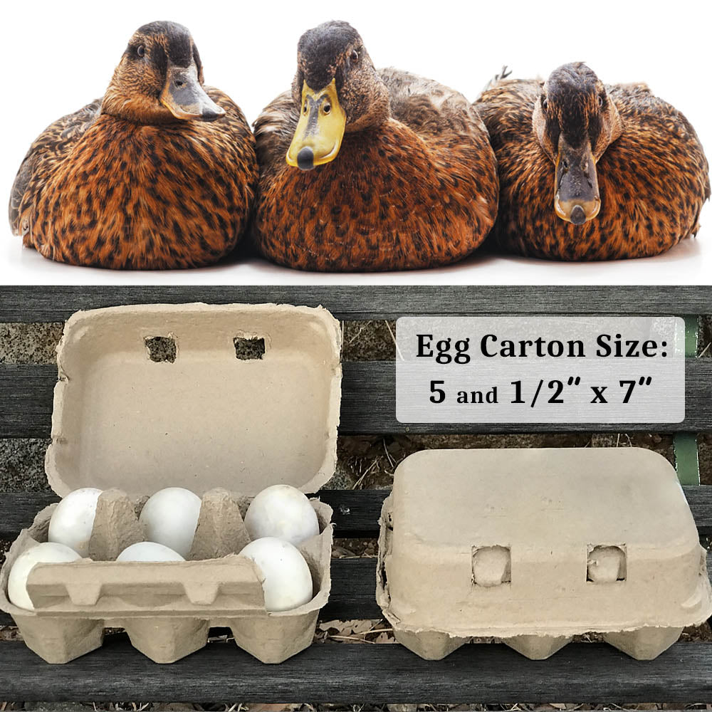 40 Extra Large Duck Egg Cartons Super Jumbo Half Dozen Count